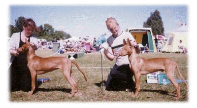  King BOS- Puppy at Skokloster Show 1999, 4 month old!! Photo: Sofie Lnn( BOB Puppy Kings sister "Shingi" Siphras My Wild Love)